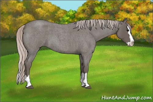Horse Color: Silver Brown Roan Splash 