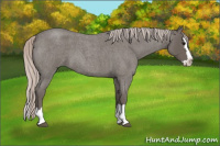 Horse Color:Silver Brown Roan Splash