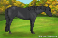 Horse Color:Black 