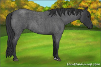 Horse Color:Brown Roan 