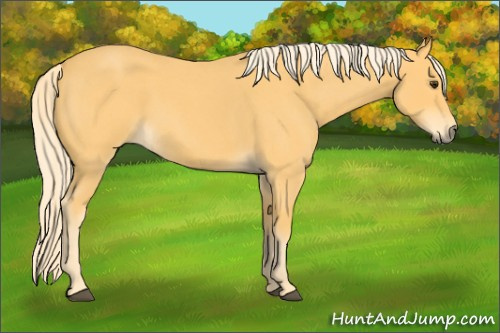 Horse Color: Palomino Roan 