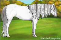 Horse Color:Buckskin Sabino Splash 