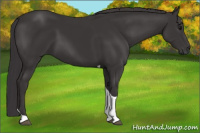Horse Color:Smoky Black Tobiano