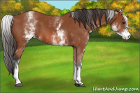 Horse Color:White Spotted Bay 