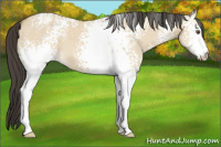 Horse Color:White Spotted Buckskin Dun 