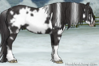 Horse Color:White Spotted Smoky Black Frame 
