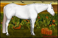 Horse Color:Brown Roan Appaloosa 