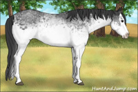 Horse Color:White Spotted Black Splash