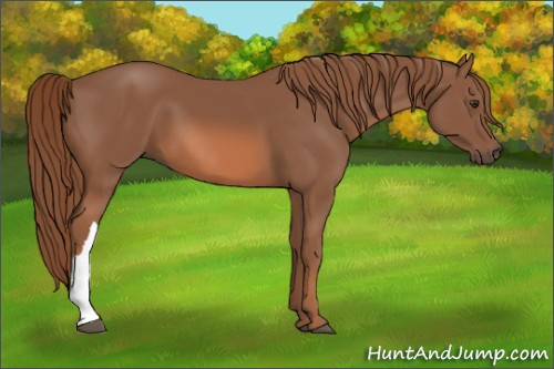Horse Color: Unknown 