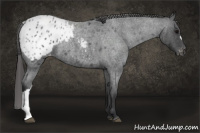 Horse Color:Blue Roan Appaloosa