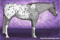 Horse Color:Buckskin Roan Appaloosa 