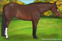 Horse Color:Bay Rabicano 
