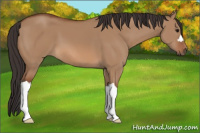 Horse Color:Bay Dun