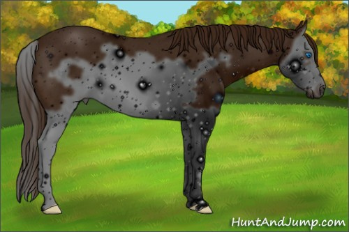 Horse Color: ERROR: UNKNOWN ANOMALY