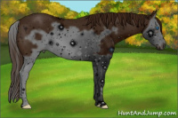 Horse Color:ERROR: UNKNOWN ANOMALY