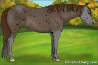 Horse Color:ERROR: UNKNOWN ANOMALY