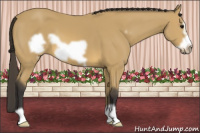 Horse Color:Buckskin Frame 