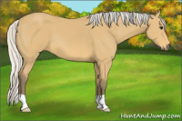 Horse Color:Silver Buckskin 