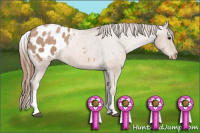 Horse Color:White Spotted Black Pearl Appaloosa 
