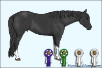 Horse Color:Black Sabino Tobiano