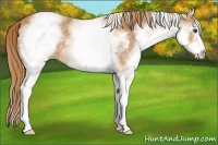 Horse Color:White Spotted Chestnut 
