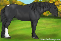 Horse Color:Black Tobiano Rabicano 