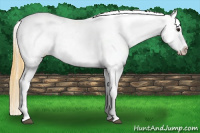 Horse Color:Buckskin Appaloosa