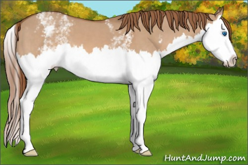 Horse Color: White Spotted Liver Red Dun Splash 