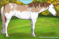 Horse Color:White Spotted Liver Red Dun Splash