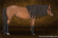 Horse Color:Bay Roan 