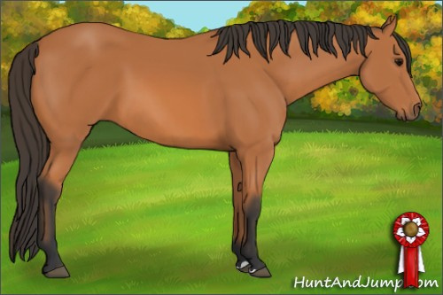 Horse Color:Bay 
