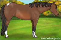 Horse Color:Bay Tobiano Rabicano 