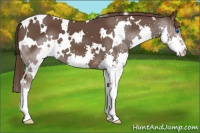 Horse Color:White Spotted Liver Chestnut Splash 