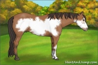 Horse Color:Bay Frame 