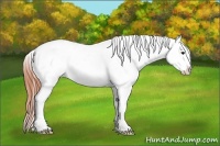 Horse Color:White Spotted Bay Roan Dun Splash Blanket Rabicano