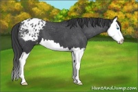 Horse Color:Blue Roan Splash Appaloosa 
