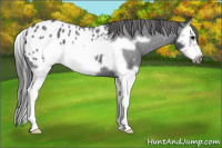 Horse Color:Blue Roan Splash Frame Appaloosa 