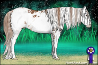 Horse Color:Chestnut Sabino 