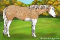 Horse Color:Palomino Ice Sabino Splash 