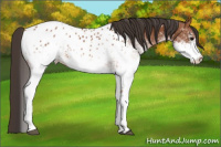 Horse Color:White Spotted Bay Appaloosa Rabicano 