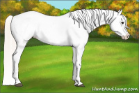 Horse Color:White Spotted Silver Bay Appaloosa 