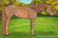 Horse Color:Chestnut Rabicano 