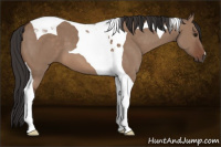 Horse Color:Bay Dun Tobiano 