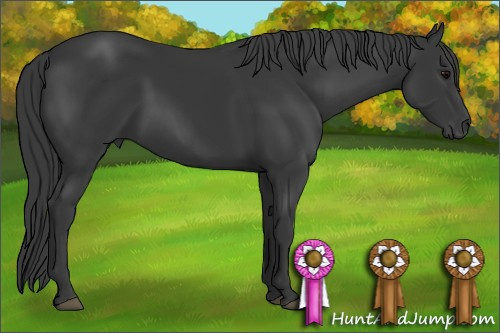 Horse Color: Unknown 