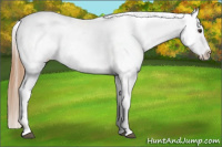 Horse Color:Red Roan Appaloosa 
