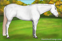 Horse Color:Chestnut Appaloosa 