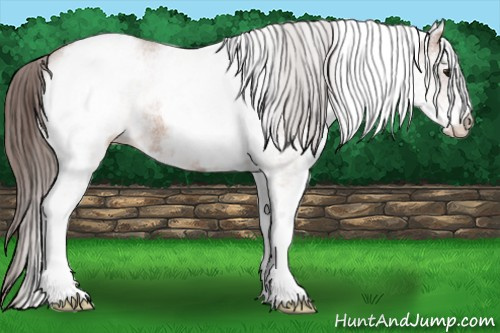 Horse Color:White Spotted Bay Appaloosa Rabicano 