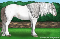 Horse Color:White Spotted Bay Appaloosa Rabicano 