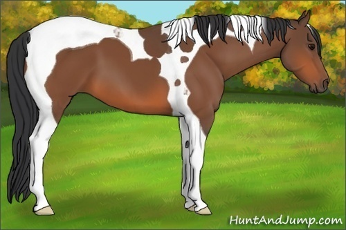 Horse Color: Bay Tobiano 
