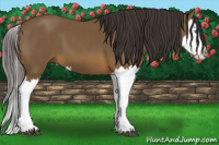 Horse Color:Buckskin Splash 